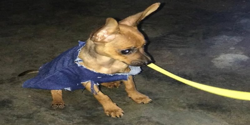 AU-AU: Cachorro chamado Scooby desaparece no bairro Eletronorte